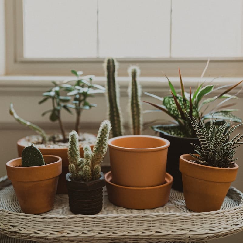 Zen Cactus